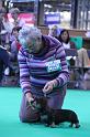 Crufts_dachshunds 668